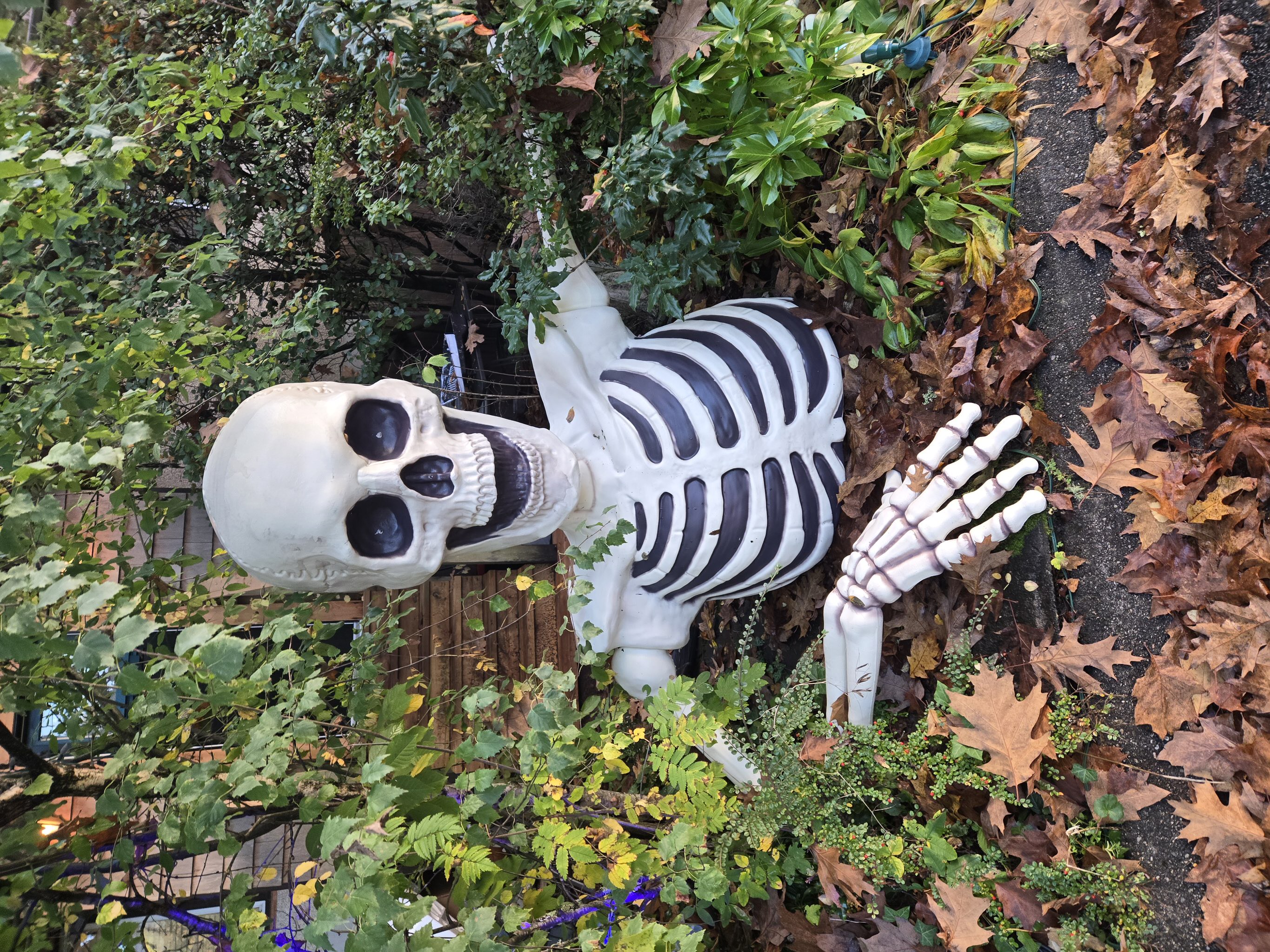 Skeleton